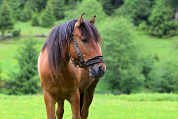 Obraz premium Horse