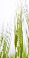 Morning dew on young wheat