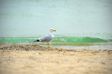 one seagull side view.