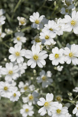 белый цветы