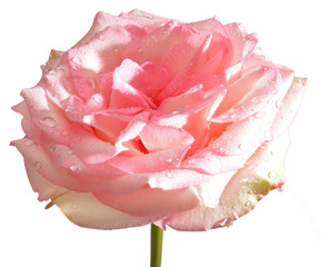 Rosa Rosenbl&uuml;te mit Wassertropfen