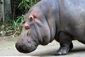 Portrait of a hippopotamus