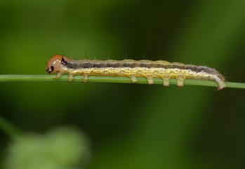 kleine gelbe Raupe