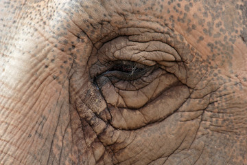 Eye of an asiatic elephant