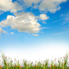 Fototapeta na wymiar zielona trawa z nieba