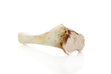 Fototapeta premium Bone isolated on white background.