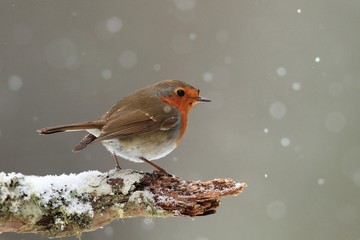 Robin in Falling Snow