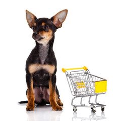 Chihuahua dog  with shopping cart