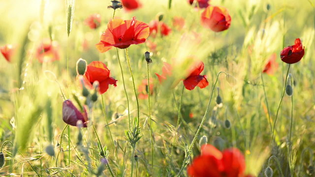 Red poppy on the green field with wheat. Moving focus