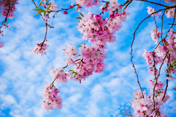 Sakura flowers blooming. Beautiful pink cherry blossom