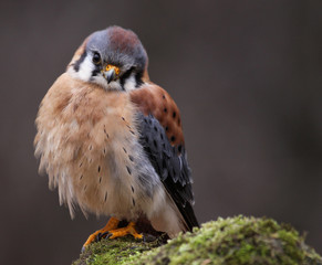 Curious American Kestrel (Falco sparverius)