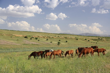 Fototapeta na wymiar horse eating grass on field