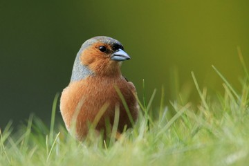 Chaffinch (Fringilla coelebs) in the Grass