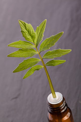 valerian homeopathic herb as liquid in a bottle