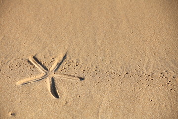beach sand with starfish printed