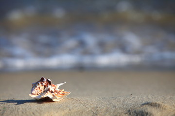 sea shell on beach at ocean background