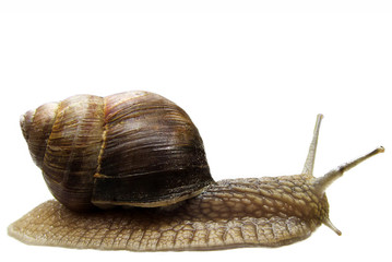 Schnecke