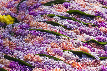 Fototapeta na wymiar Background of Pink flowering hyacinths