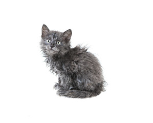 little wet homeless kitten isolated on white background