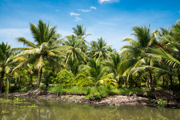 Coconut forest near the river. Amphawa, Thailand.