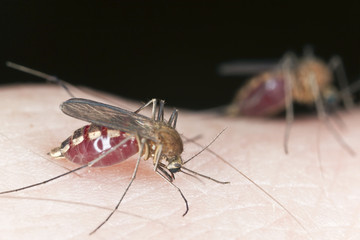 Mosquito filled with blood, macro photo