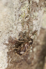 Hedobia imperialis, anobiidae on hazel