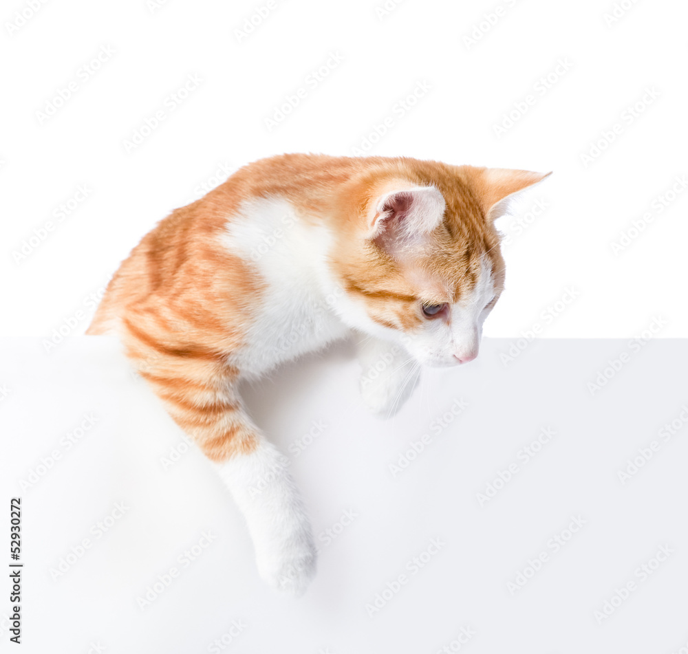 Poster cute kitten with empty board. isolated on white background