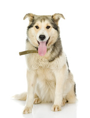 dog looking at camera. isolated on white background