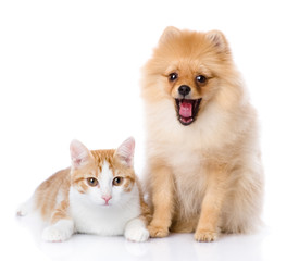 orange cat and dog. dog looking at camera. isolated on white 