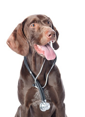 German Shorthaired Pointer with a stethoscope on his neck. looki