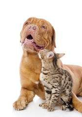 Dogue de Bordeaux (French mastiff) and Bengal cat 