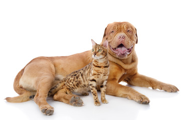 Dogue de Bordeaux (French mastiff) and Bengal cat 
