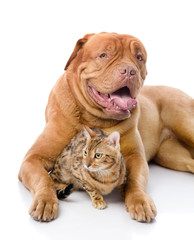 Dogue de Bordeaux (French mastiff) and leopard cat 