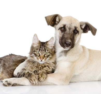 the dog hugs a cat. isolated on white