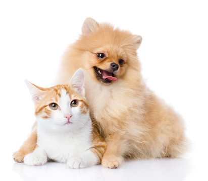 spitz dog embraces a cat. looking at camera. isolated on white