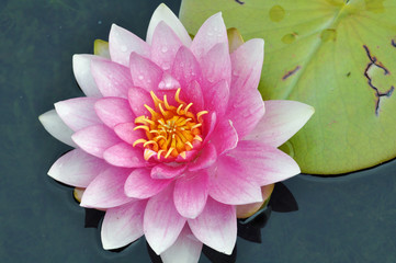 Seerose, Water Lily