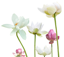 lotus blanc et lotus rose