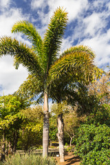 Obraz premium Palm Park