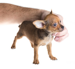 short haired chihuahua puppy in front of a white background