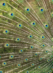 Obraz premium plumage du paon en parade amoureuse