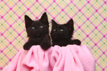 Cute Black Kittens on Pink Pretty Background