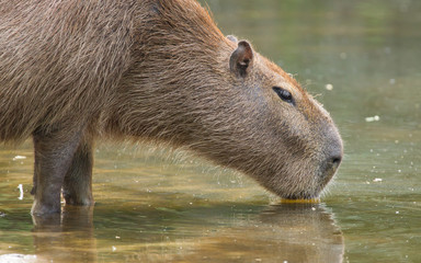 Capybara drinking at a pond