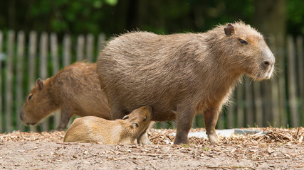 Close up of a Capybara and a baby