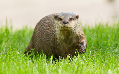 Wet otter is standing in the green grass