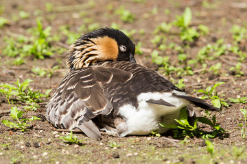 Red-breasted Goose sleeping
