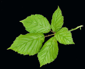 Brombeere, Rubus fructicosa, Blatt