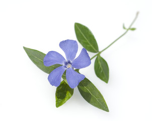 Kleines Immergruen, Vinca minor