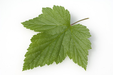 Schwarze Johannisbeeren, Ribes nigrum