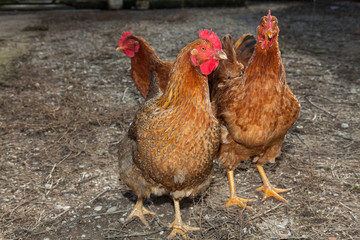 Hens in the yard