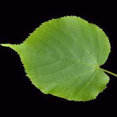 Sommerlinde, Lindenblatt, Tilia platyphyllos